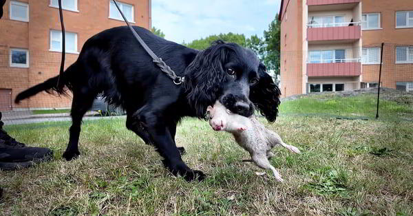    Стокгольм бросил собак на войну с крысами