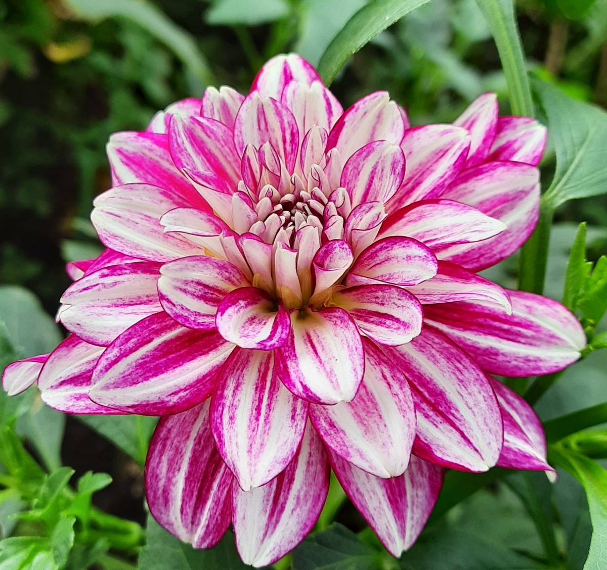 Георгин Lubega Power Cherry stripes