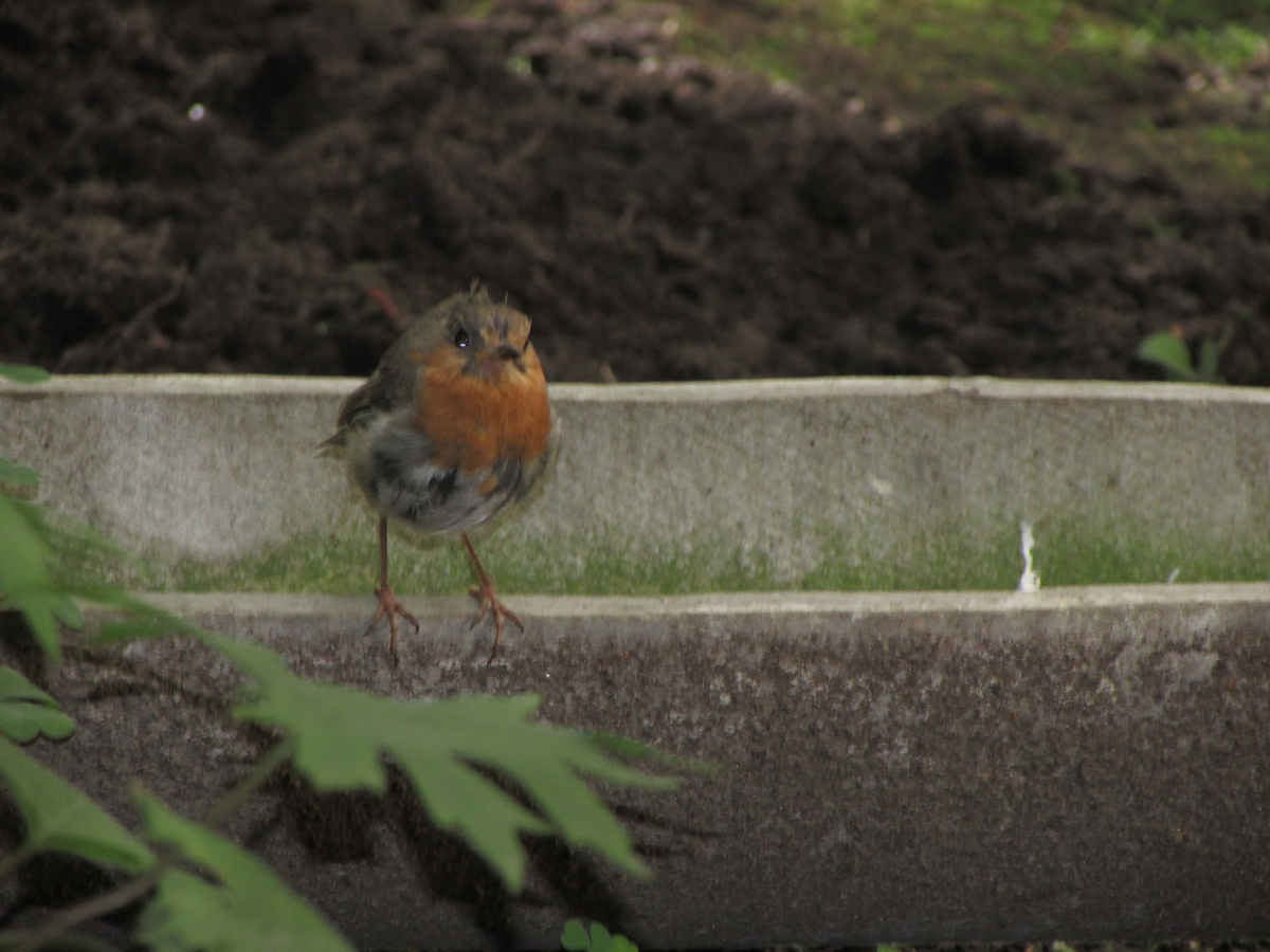 Заря́нка - (лат. Erithacus rubecula) — вид птиц из семейства мухоловковых (Muscicapidae). Согласно энциклопедическому словарю Брокгауза и Ефрона в XIX веке использовались также названия малиновка, зорька, зорянка и ольшанка.
