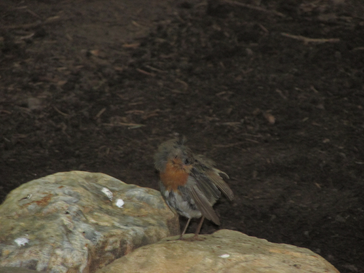Зарянки окрашены сверху в серо-зеленоватый цвет. У них белое брюхо, рыжие лоб, горло, грудь и бока головы. Птица относительно длинноногая. Зарянка является перелётной птицей, но возвращается в северные края одной из первых. Самцы окрашены чаще ярче чем самки; северные зарянки ярче и могут быть крупнее южных. Старые самки могут почти не отличаться по окраске от самца. Клюв и глаза чёрные. Молодые особи имеют пятнистую коричнево-белую окраску с постепенно появляющимися оранжевыми пятнами.
