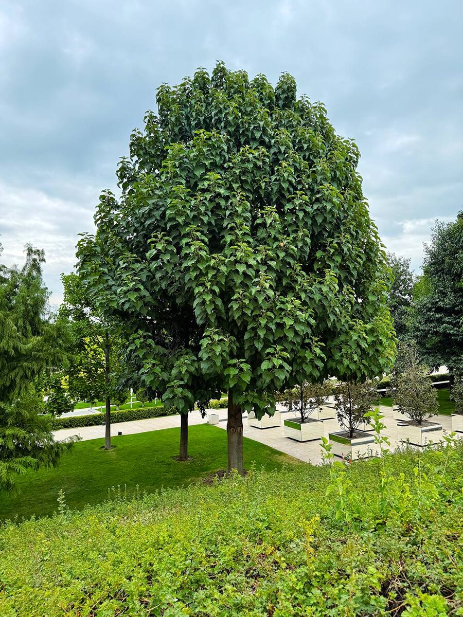 Парк Галицкого Краснодар. Павловния