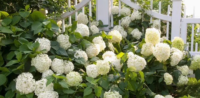 Подготавливаем гортензию к зиме, полный осенний уход для пышного цветения в следующем сезоне