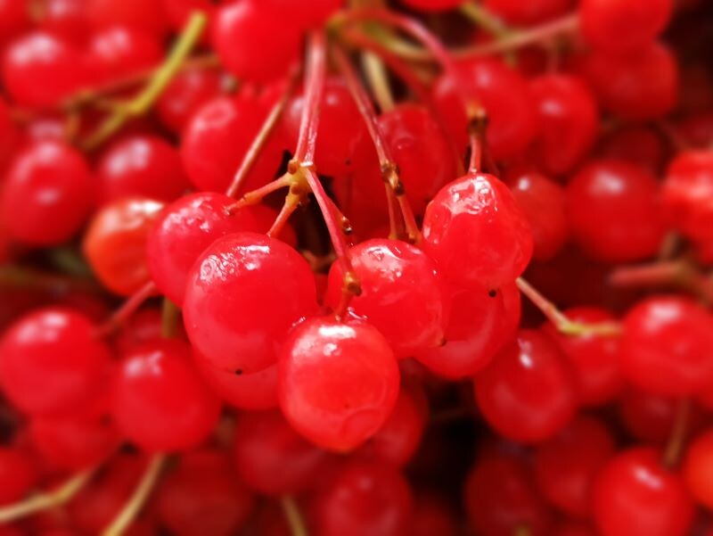 калина: полезные свойства и способы заготовки на зиму 