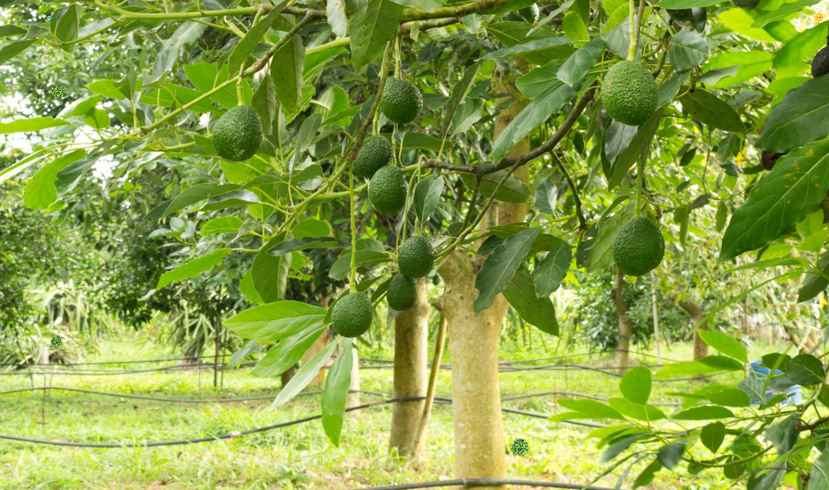 Авокадо произрастает во многих местах.