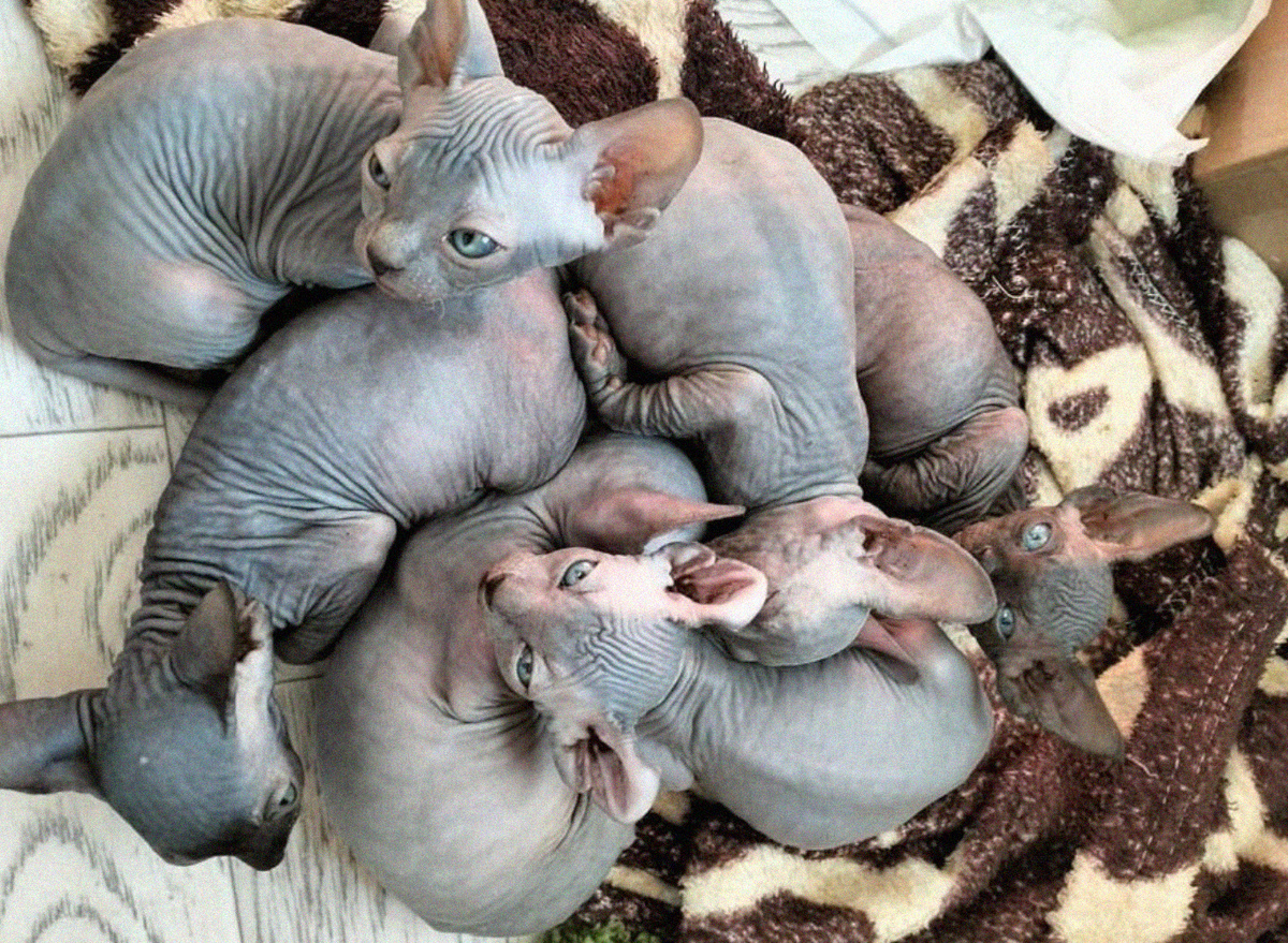 У Элизабет в помете было 2 брата и 3 сестры 