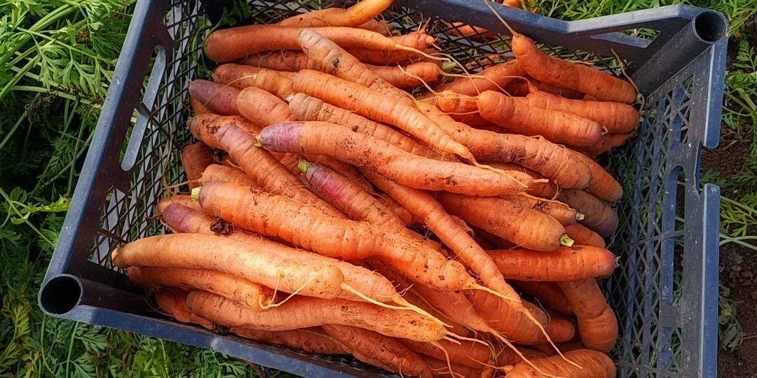 Народные способы хранения моркови и свёклы крепкими и свежими до нового урожая