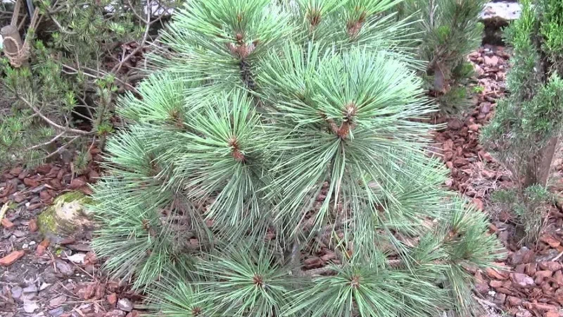 сосна джеффри