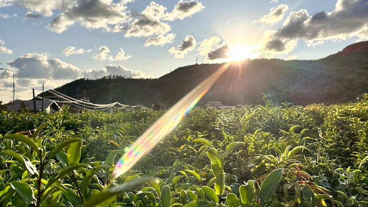    Фото: телеканал «Краснодар»