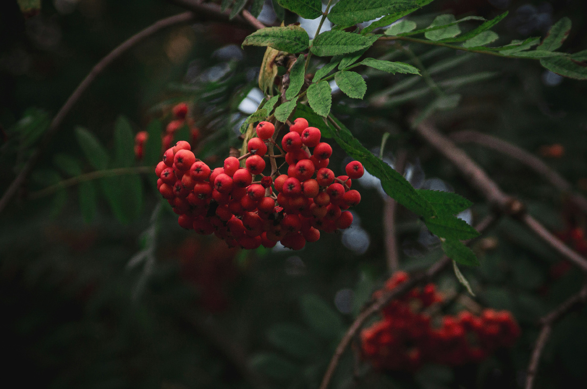 Здесь и далее используются фотографии из открытых источников