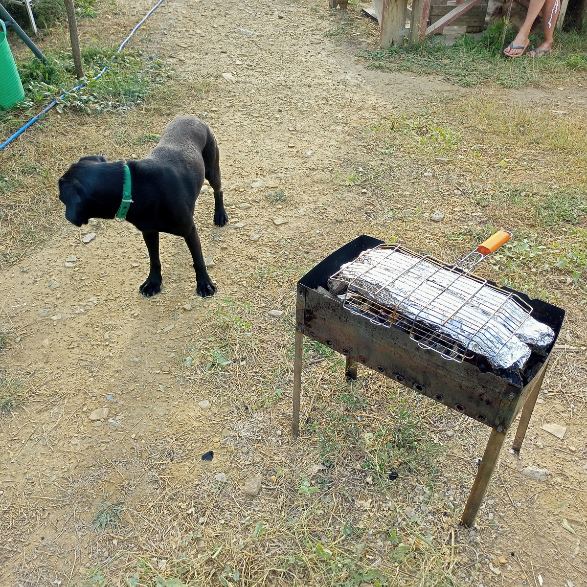 Рыба пеленгас запекается