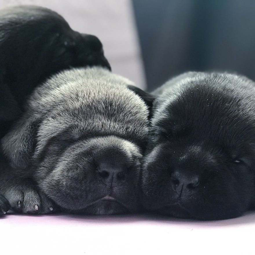 Щенки кане корсо, владелец Светлана, спасибо за наших хвостиков