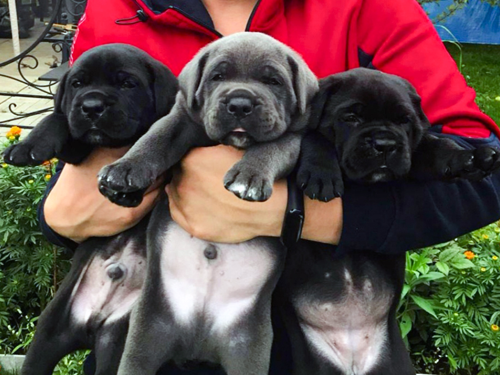 Справа моя милашка, на фото сын Светланы держит щенков