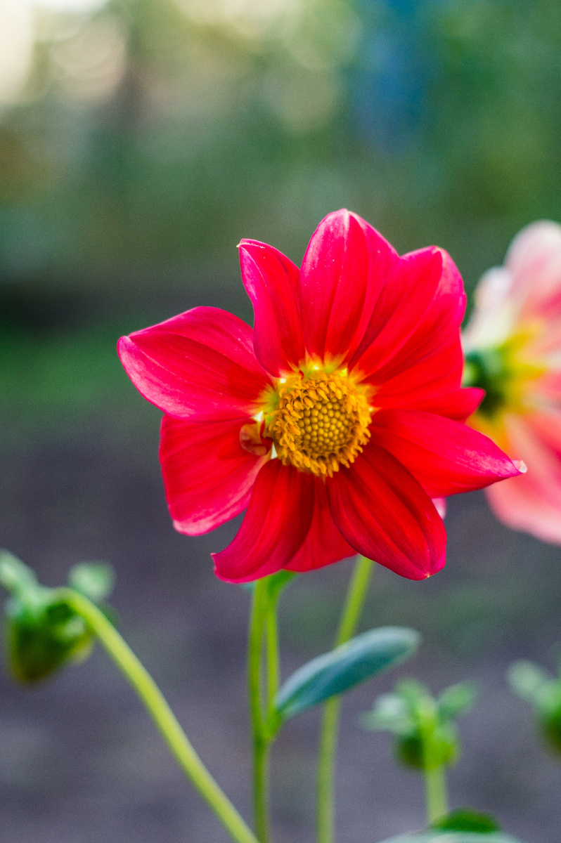 Георгин (авторство Андрей Батуркин. Снято на Sony Nex C3 + Гелиос 77М-4)