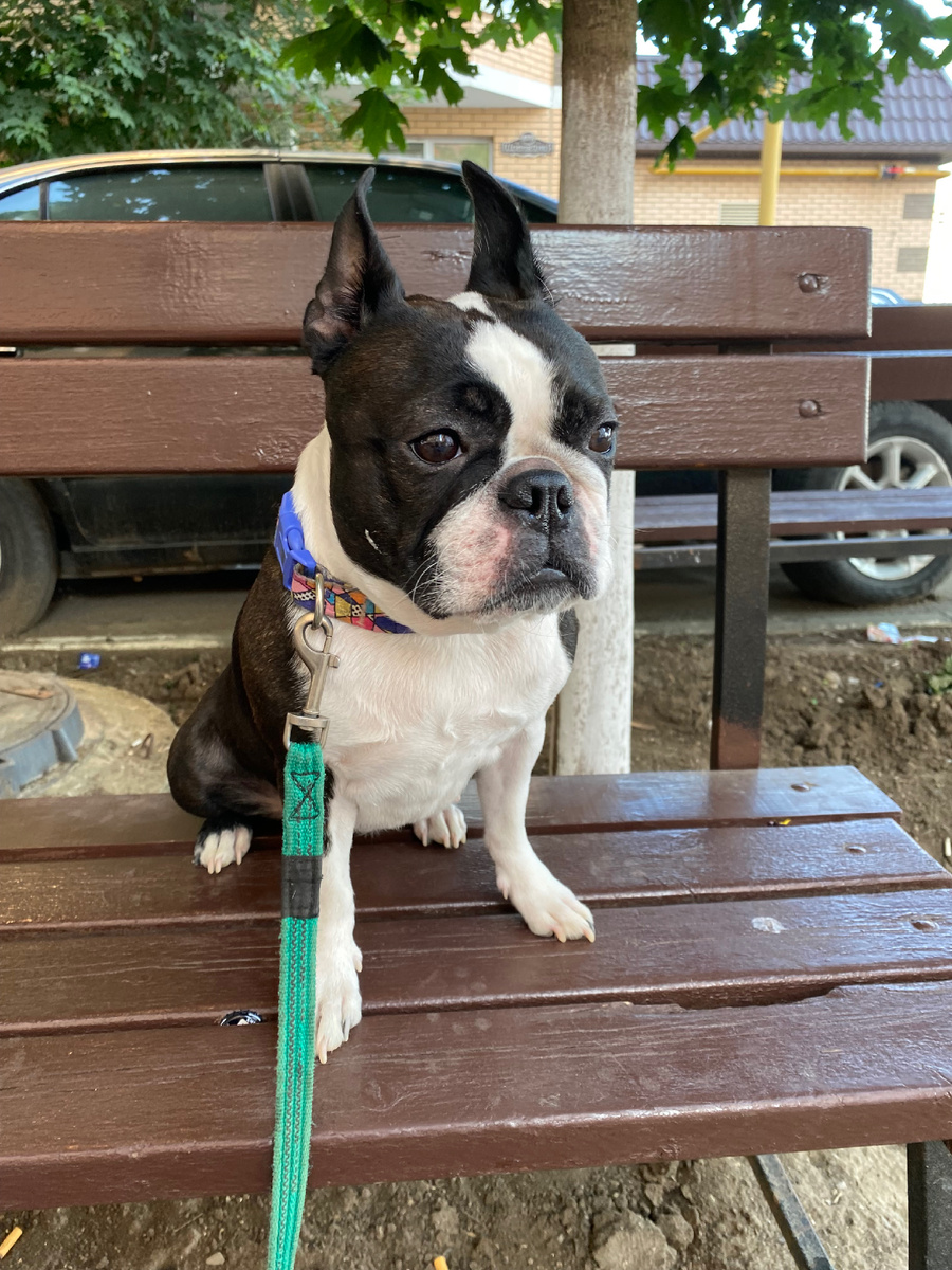 Бостонка Фифа