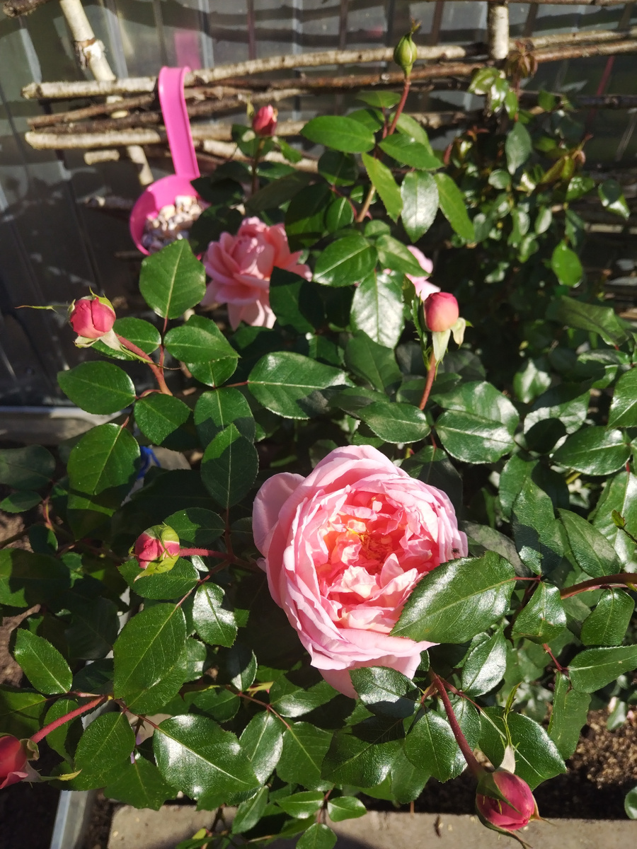 Роза на даче, вымахали высокая и цветёт уже по третьему кругу. 