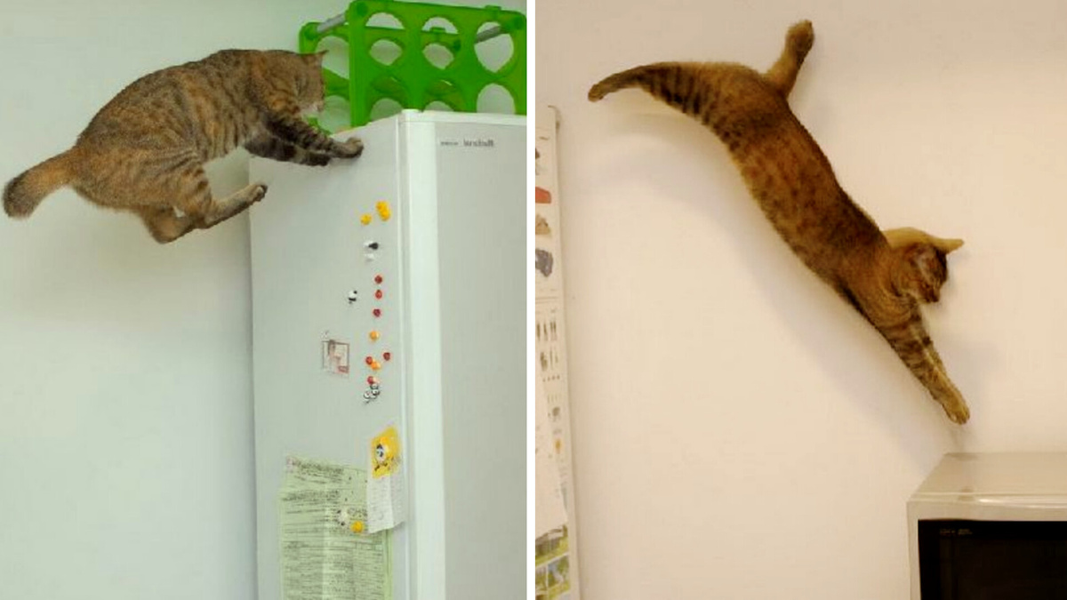 Прыг скок... на комод, за цветок и молчок... ЕЩЕ фото --->>