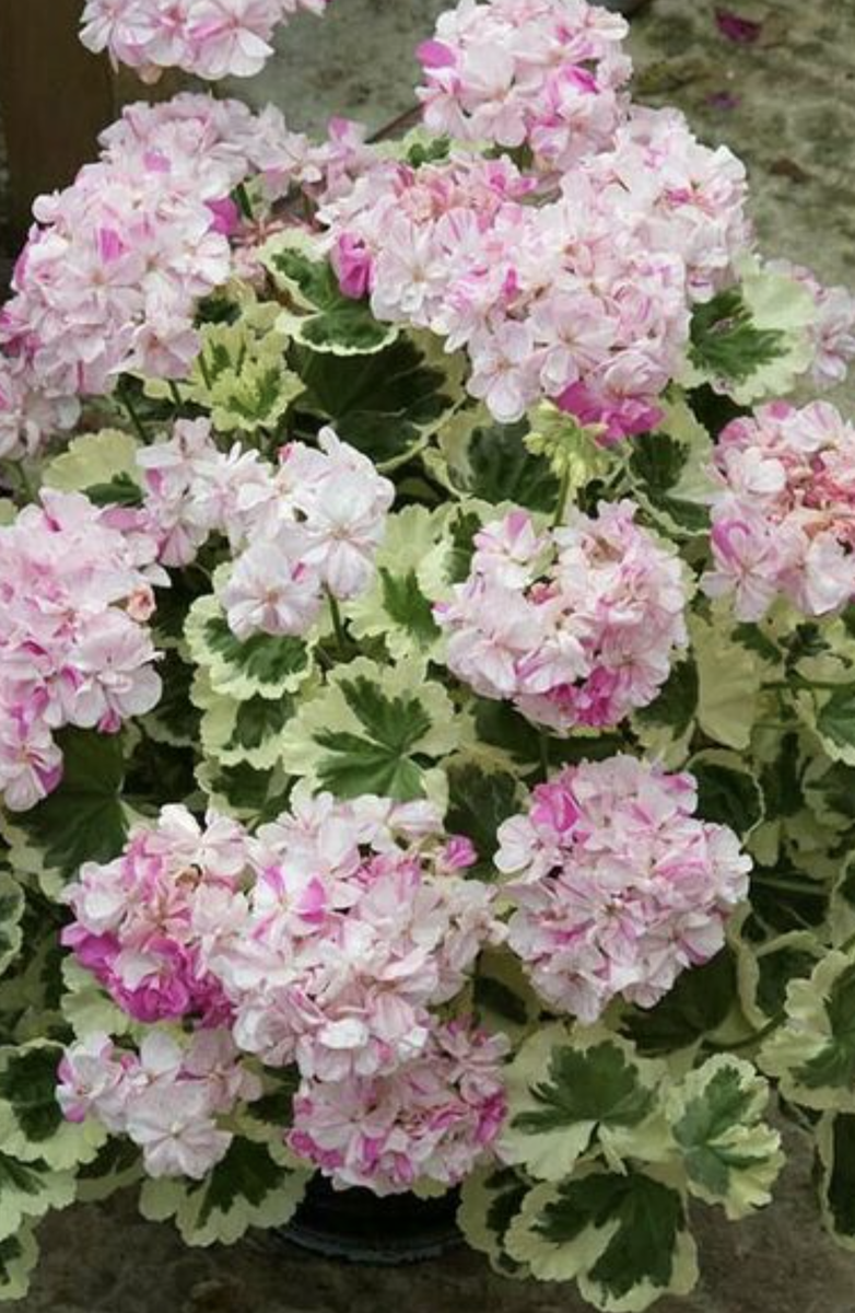 Фото цветения взяла из интернета.