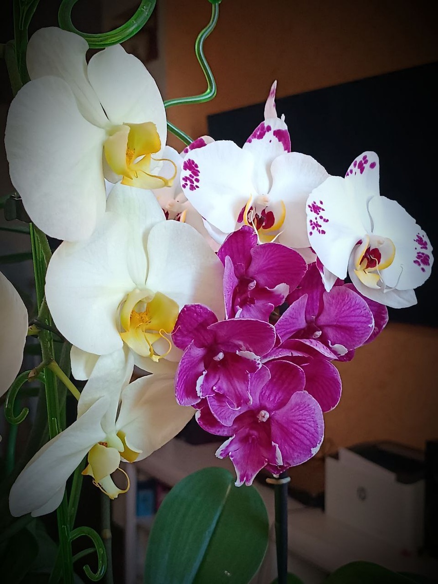 Обложка статьи