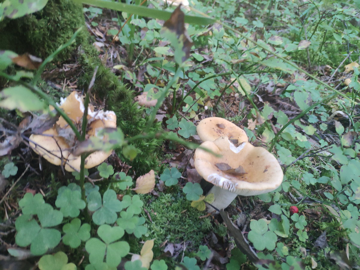 Фото автора. Сыроежки.