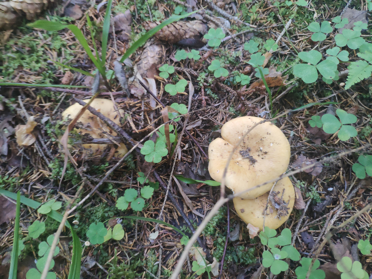 Фото автора. Сыроежки.