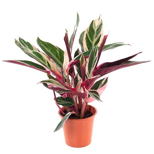 Фото из интернета