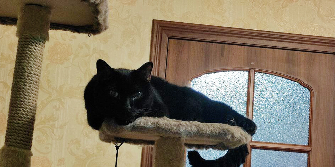 Двуногие - бесят: 15 признаков, что хороший кот из вас точно получится