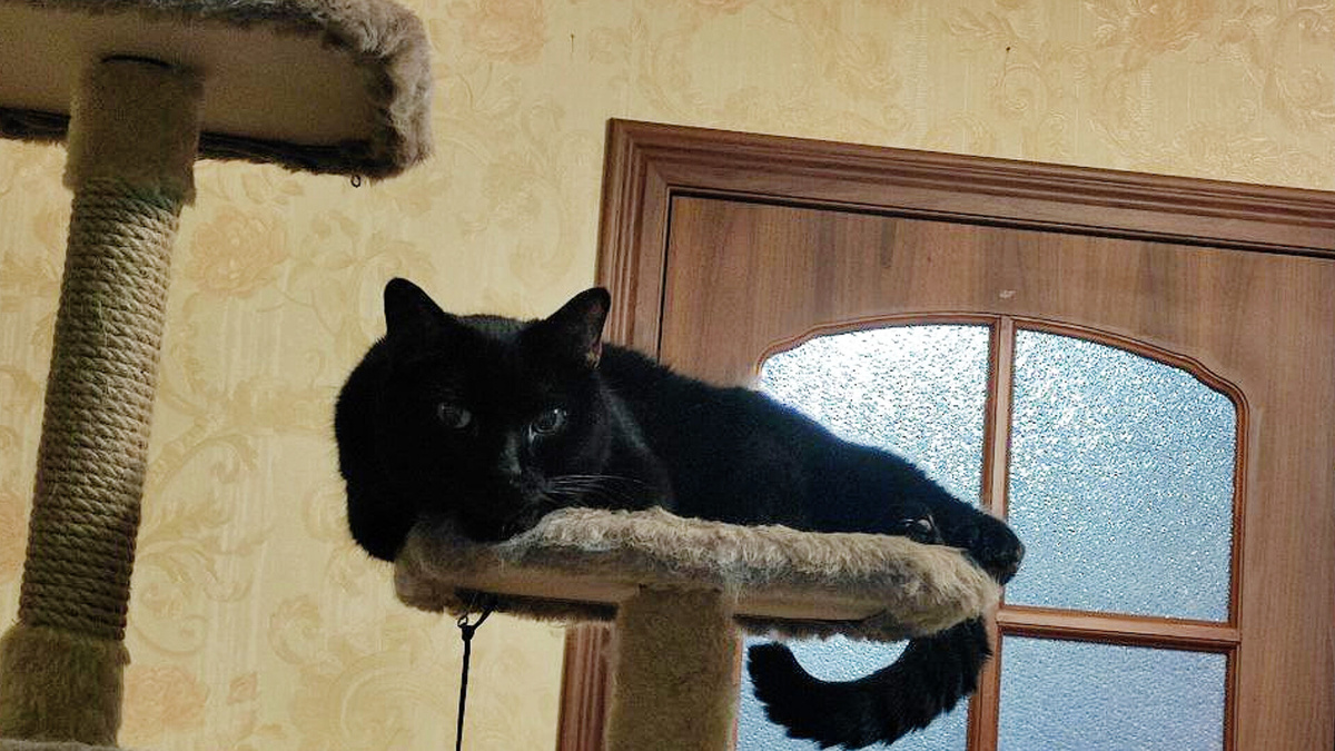 Хозяин - ты похоже совсем окотел!