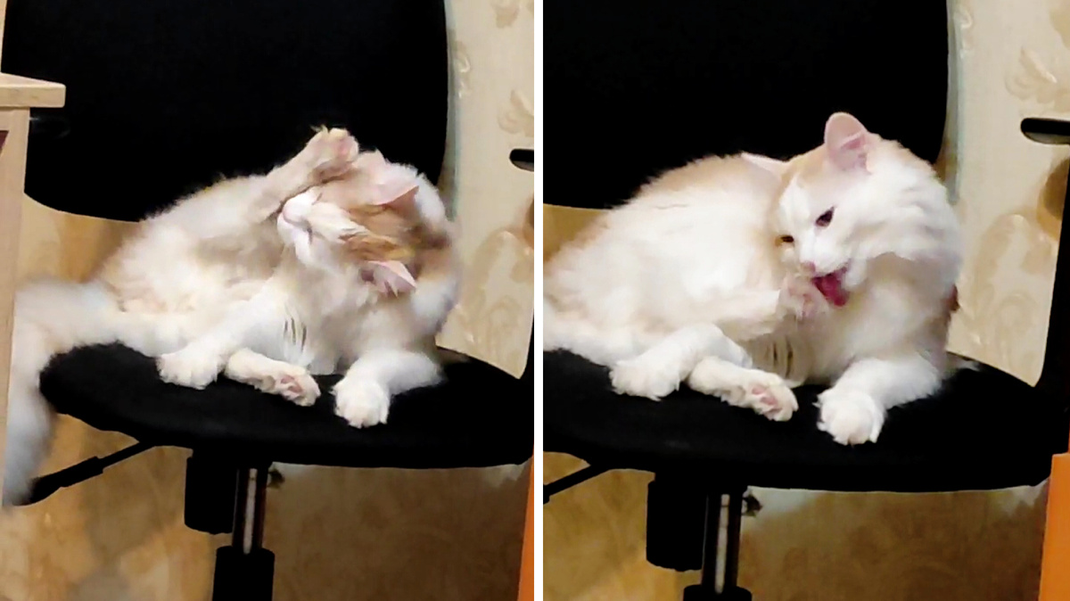 Гигиена и уход - это святое!