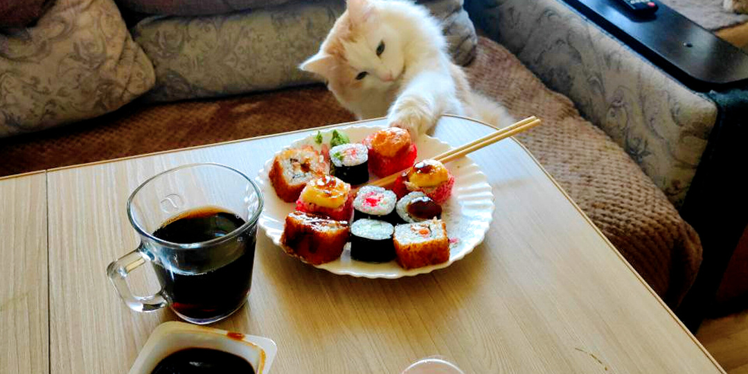 Когда хозяин оКОТел: 15 признаков, того, что домашние кошки вам роднее, чем кажется