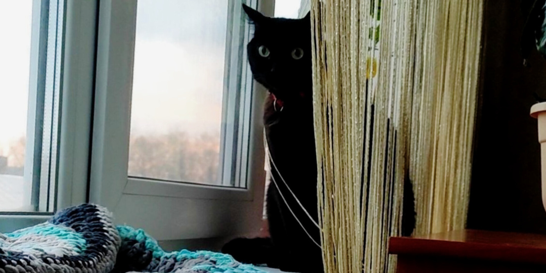 Хозяин, ты похоже совсем окотел: 15 признаков, что вы похожи на кошку (или из вас выйдет хороший кот)