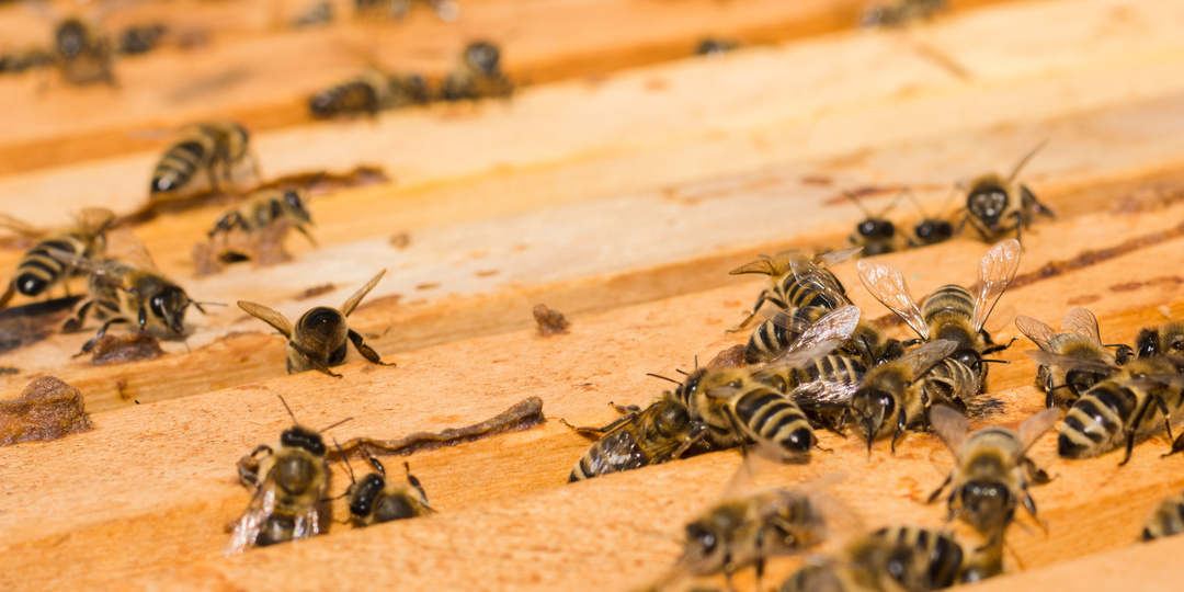 Как эффективно бороться с варроатозом пчёл: пошаговое руководство пасечнику