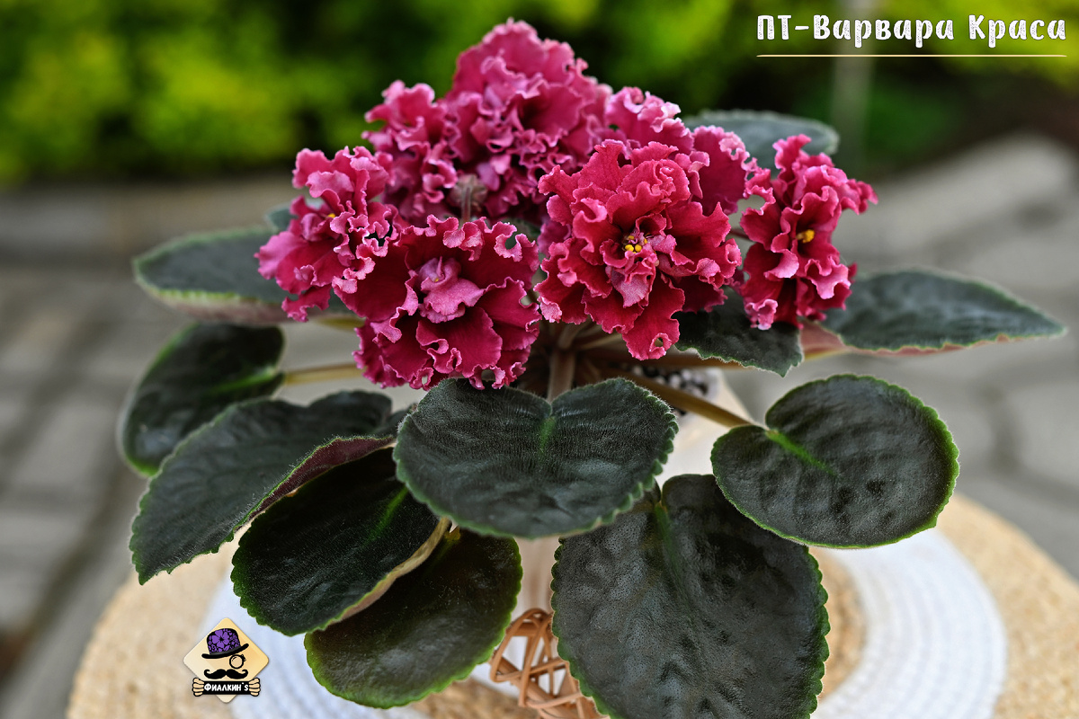 #ПТВарвараКраса | Из коллекции сортовых фиалок ФИАЛКИНС