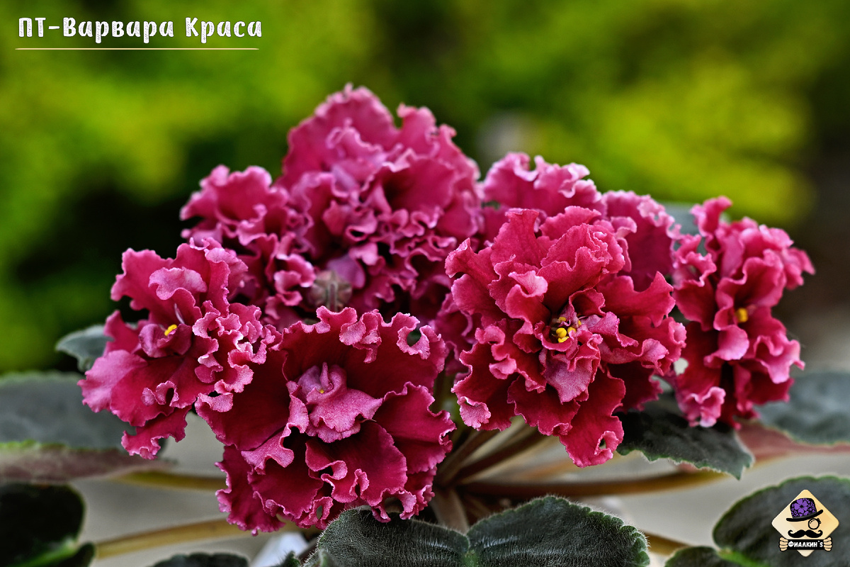 #ПТВарвараКраса | Из коллекции сортовых фиалок ФИАЛКИНС