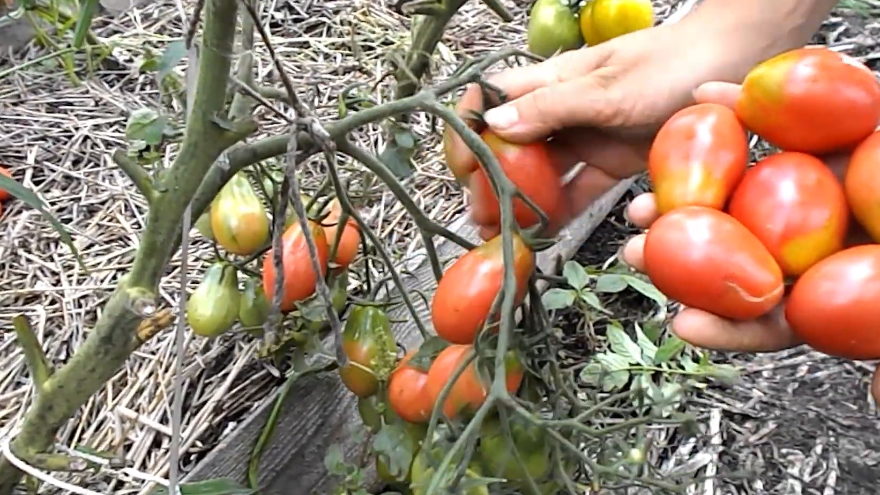 Сажаю 5 урожайных томатов и больше не боюсь остаться без помидоров. Соседи завидуют моим грядкам уже 8 лет подряд