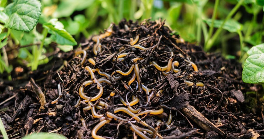 Тихий саботаж: как пять ошибок в компосте губят ваш урожай!