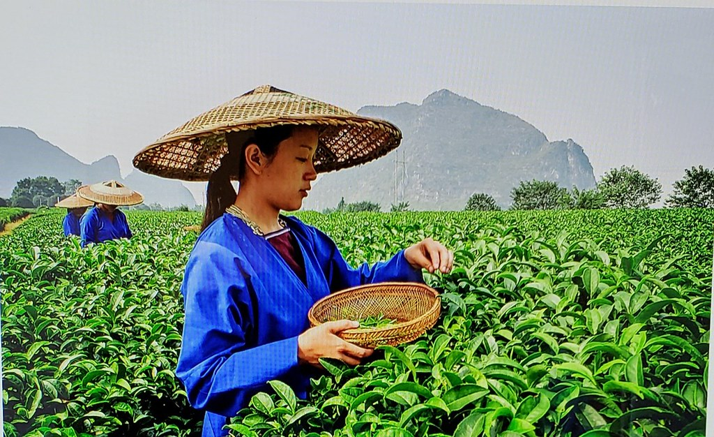 Сбор на чайных плантациях