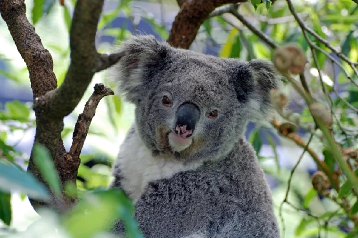    В Австралии одобрили первую в мире вакцину от хламидиоза для коал