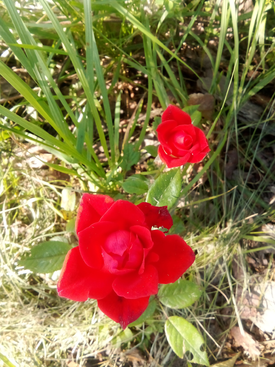 Роза Кордана Калибра