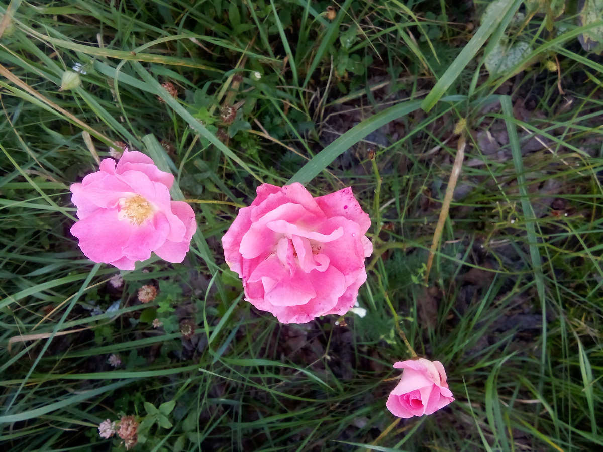 Энесли Диксон без листьев, но цветет