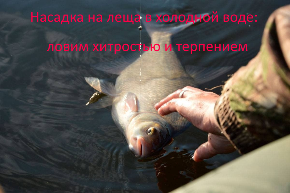 Ловля леща по холодной воде
