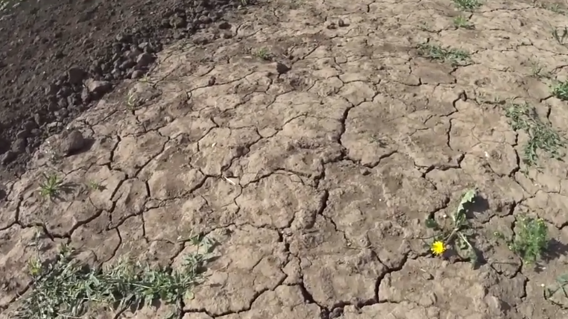 Почва после трех лет под агроволокном - твердая как камень, лопата входит с огромным усилием