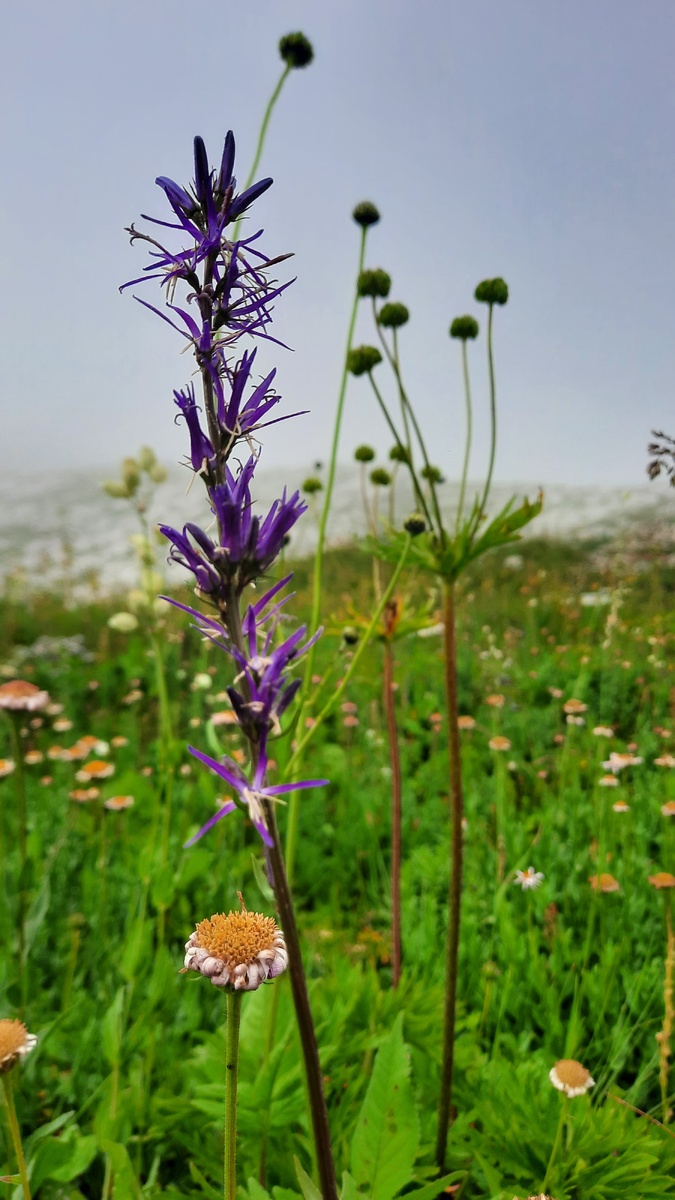 Листай галерею