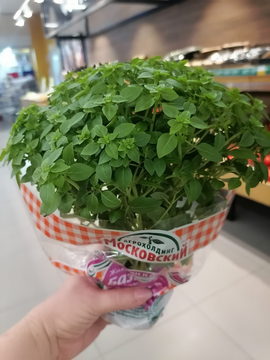 Базилик с мелкими листочками, купленный в супермаркете. Фото автора
