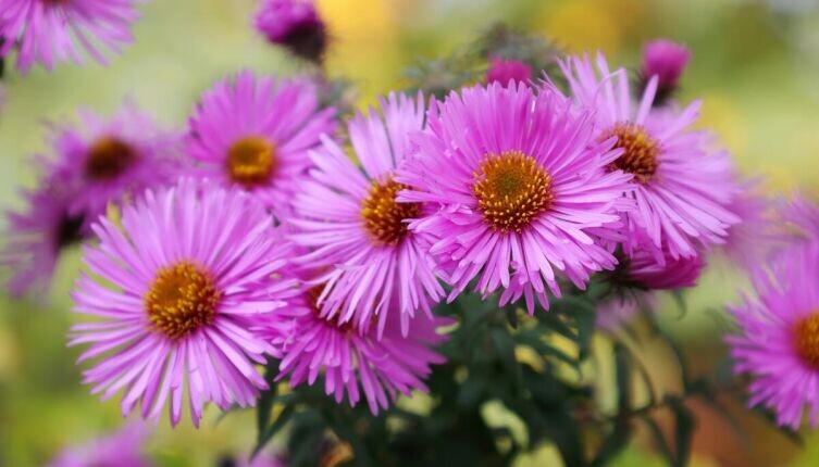    Астры Фото: Jack Blueberry on Unsplash