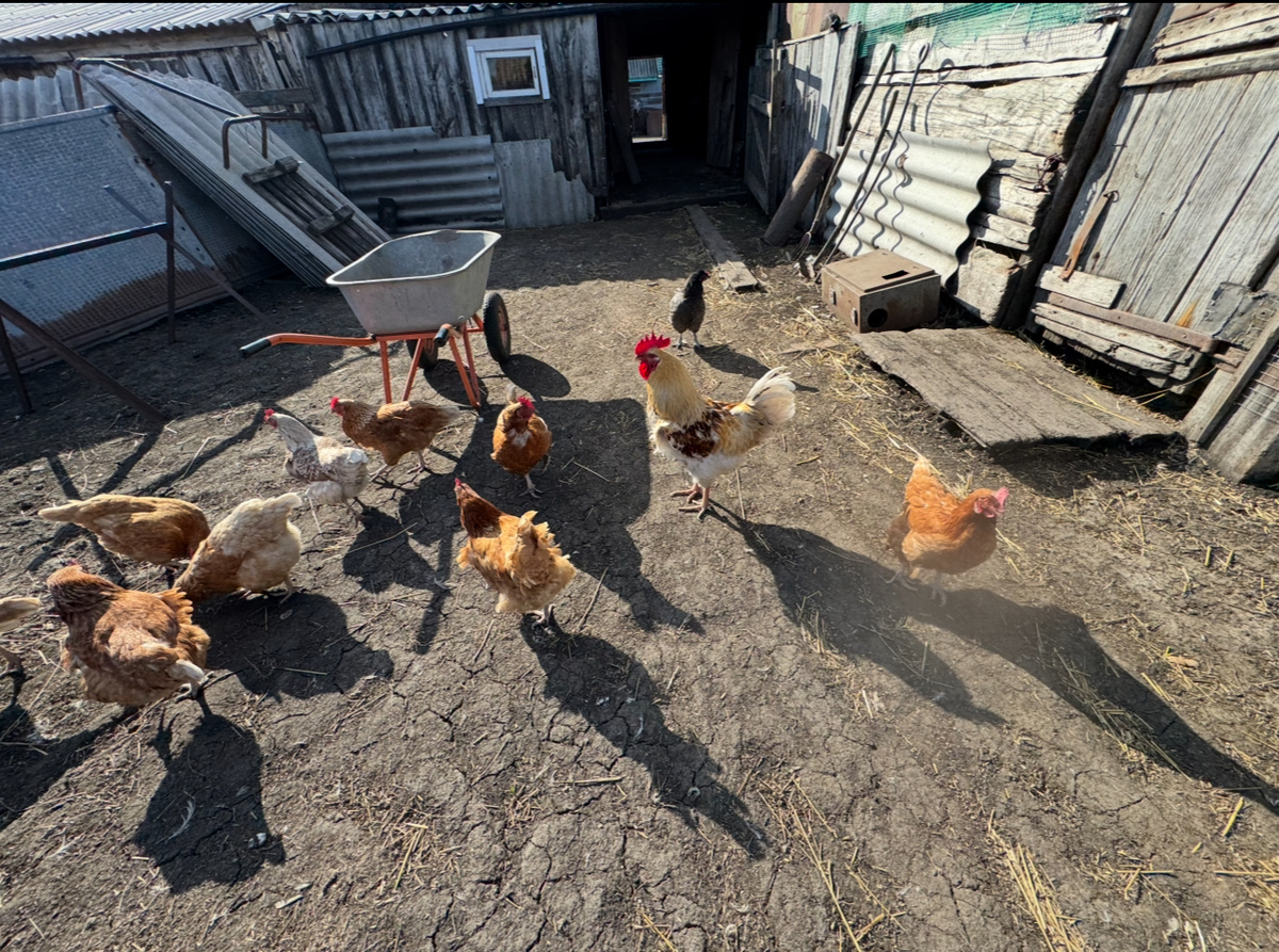 Авторское фото для иллюстрации.