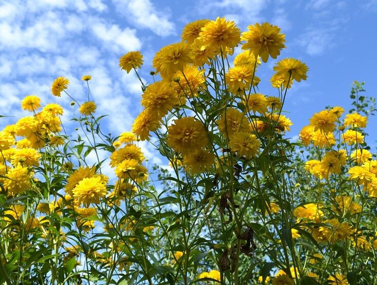 Изображение из открытых источников.