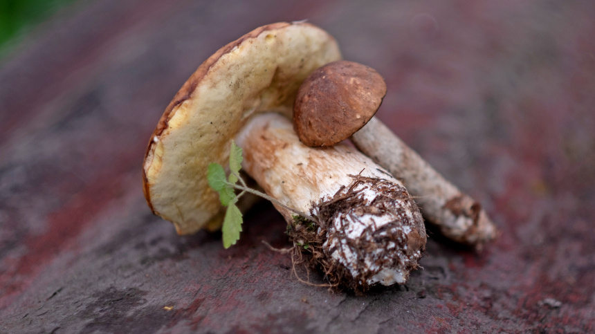    Фото: ИЗВЕСТИЯ/Сергей Виноградов