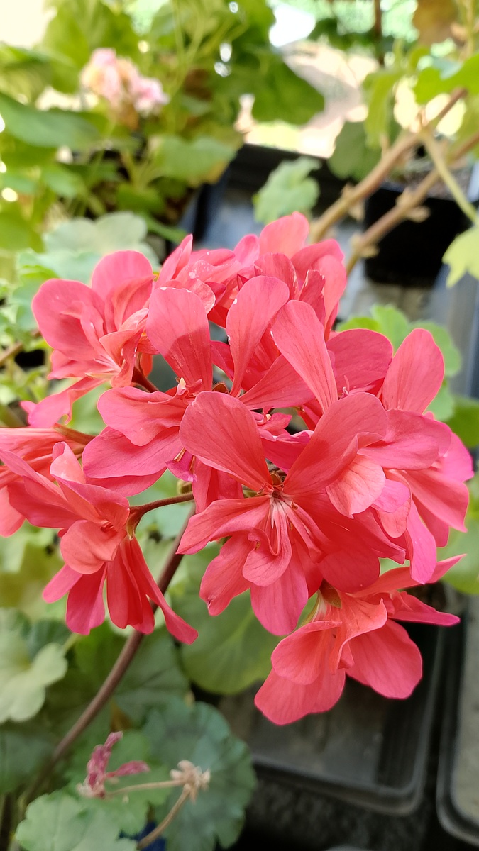 Яркие алые цветы