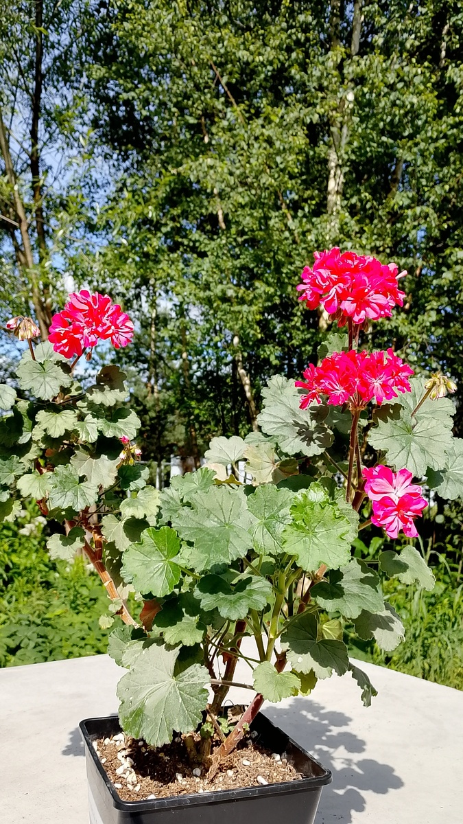 Корявенькая формировка, но это маточник ). Но видно количество цветоносов.