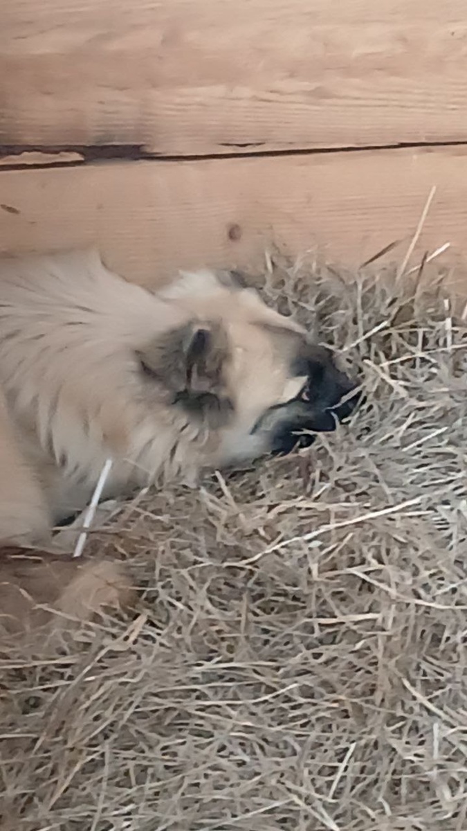 Собаки регулярно уезжают из приюта к новым хозяевам и освобождают места для других животных. Один из вольеров освободился и в него пересадили щенка-подростка, который известен всем, кто нас читает, как "щенок из мешка, замотанный скотчем"